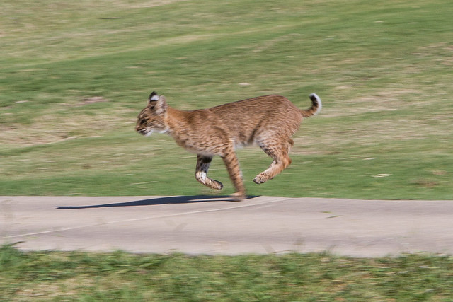 West Dallas Bobcat Flickr Photo Sharing!