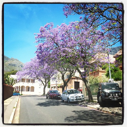 Jacaranda Trees, Cape Town Cape Town Diva