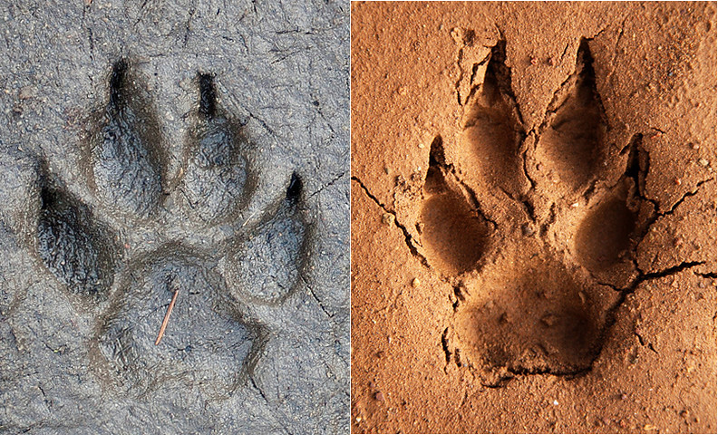 Dog vs. Coyote Track Comparison Many clues differentiate t… Flickr