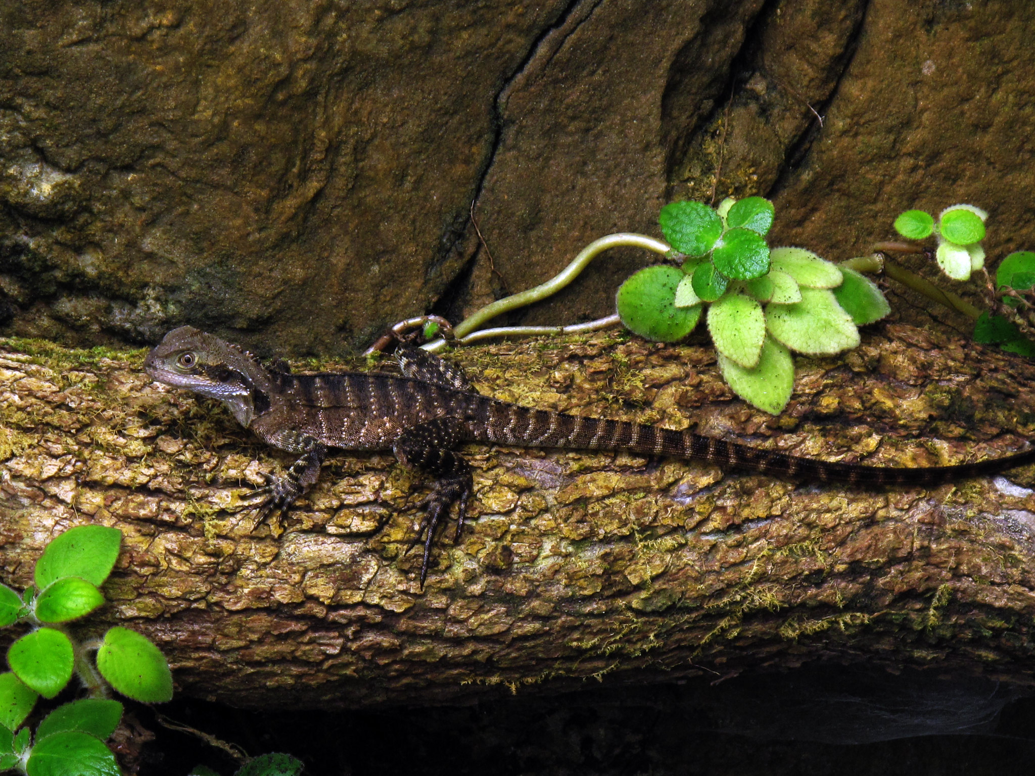 Iguana on a Stick Flickr Photo Sharing!