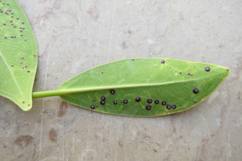 Black Spots on Ficus Leaves... Pakistan Gardening Forum