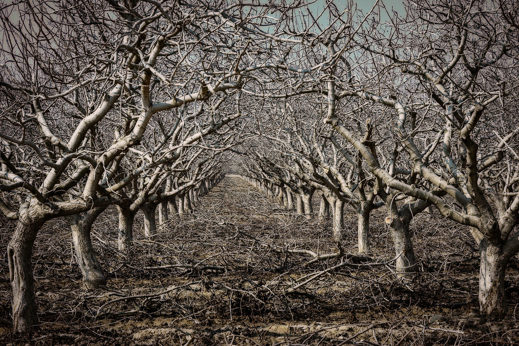 Elevation of CA58, Buttonwillow, CA, USA Topographic Map Altitude Map