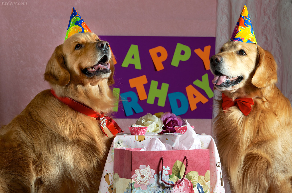 BZ Dogs Happy Birthday