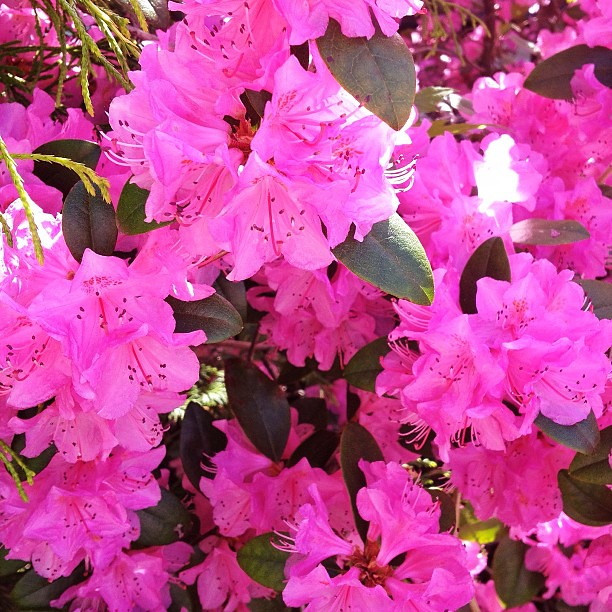 Flickriver Most interesting photos from Zone 6 Trees and Plants pool