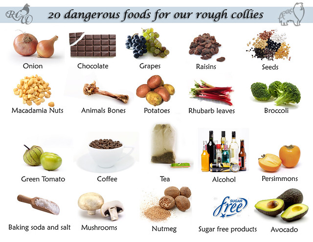 DANGEROUS FOOD for dogs Explore tehzeta's photos on Flickr… Flickr