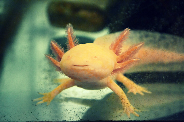 axolotl a negli axolotl una metam… Flickr