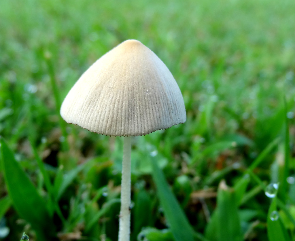 Small white mushroom, enhanced, with morning dew a photo on Flickriver