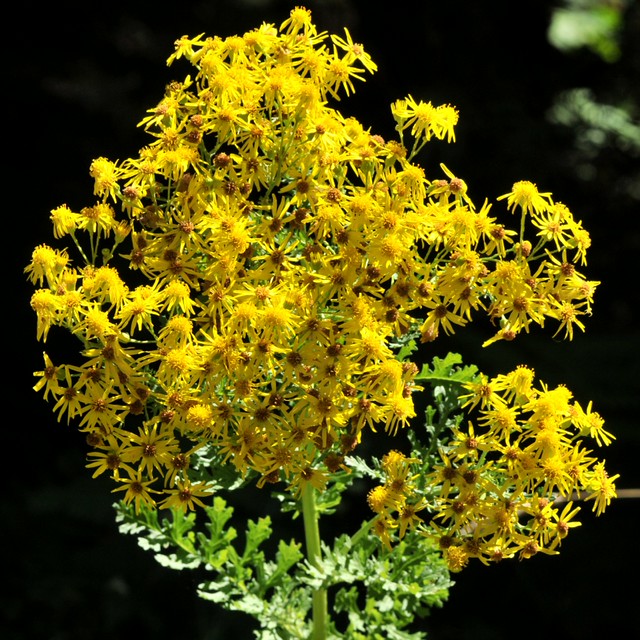 Tansy Ragwort (Senecio jacobaea, Asteraceae) a common weed in Oregon