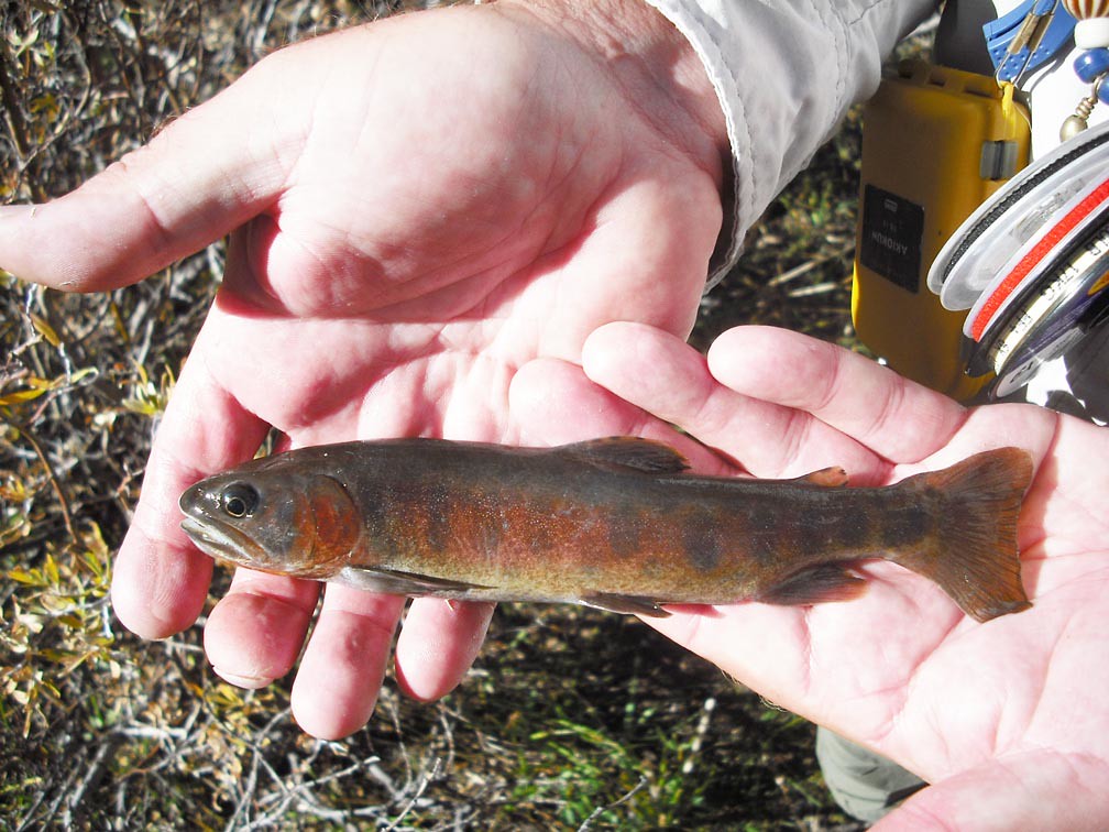 Classic Photo Essay In Search of the World’s Rarest Trout Orvis News