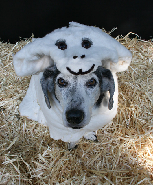 Dog Dressed as a "Woof in Sheep's Clothing" Flickr Photo Sharing!