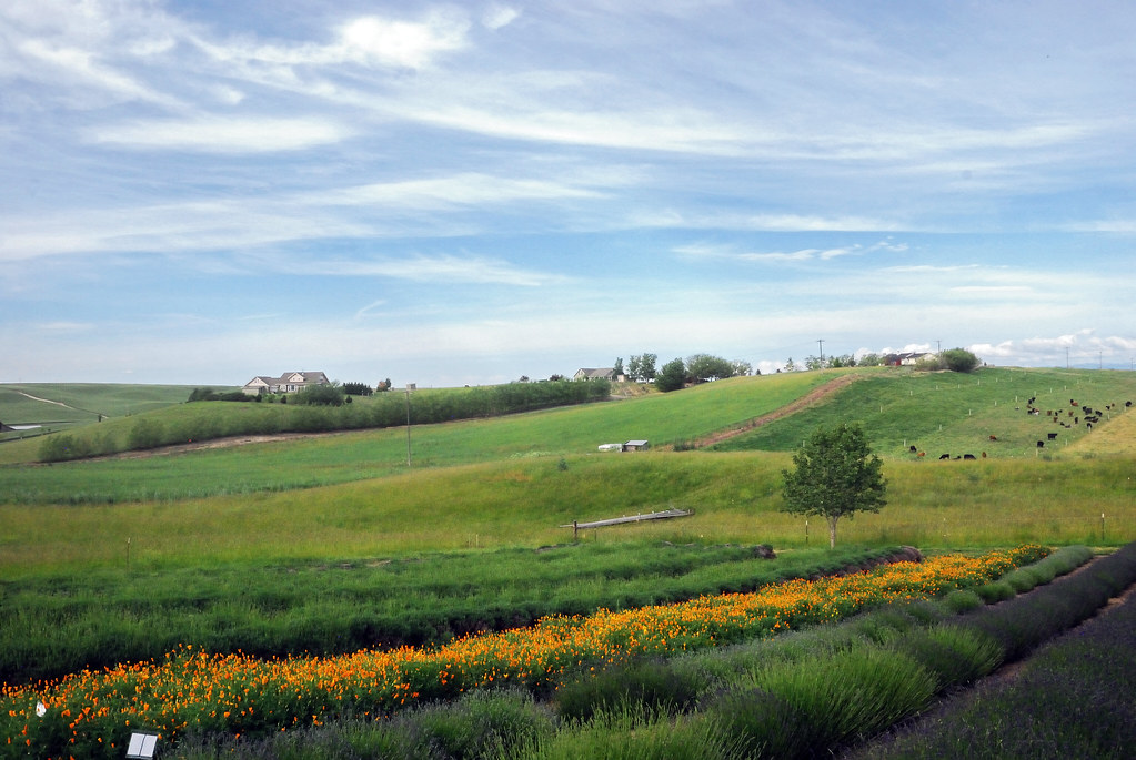 Elevation of Touchet, WA, USA Topographic Map Altitude Map