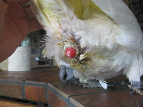 Chronic Egg Laying In Parrots