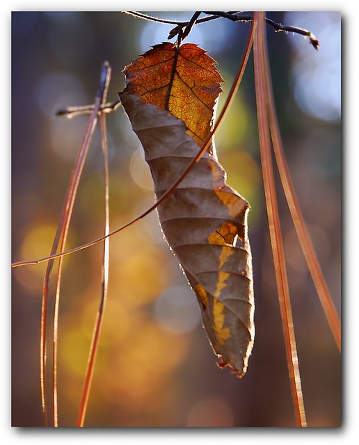 Curled Up Leaf, Cocoon Leaf Flickr Photo Sharing!