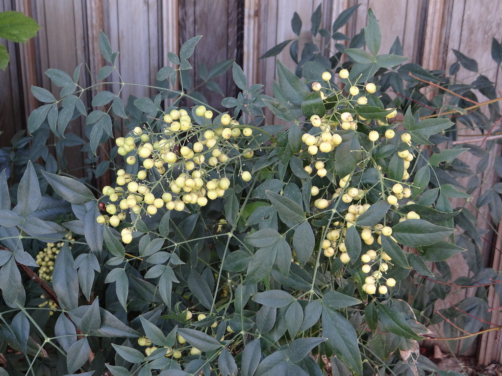 Heavenly Bamboo? Powell Gardens, Kansas City’s botanical garden