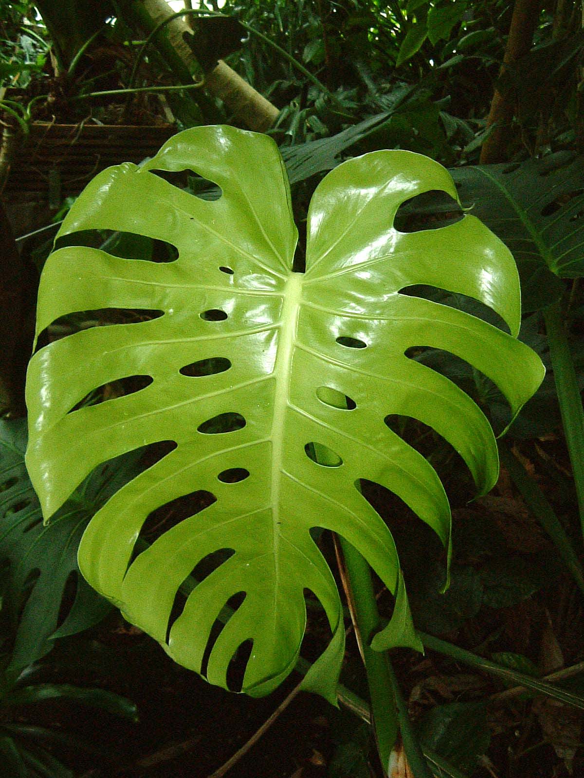 Monstera deliciosa,known as swiss cheese plant. Odd holes