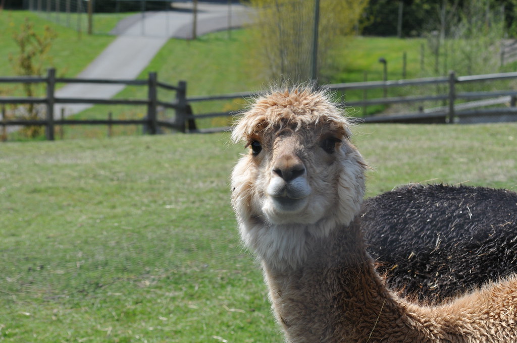 Alpaca Alpaca herd. Free to use as stock images under foll… Flickr