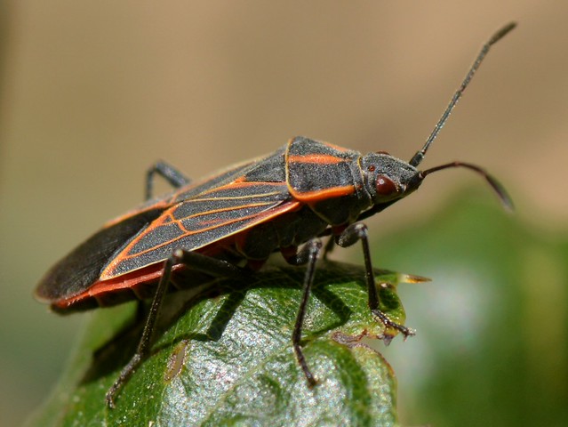 Pretty "True Bug" (Hemiptera) on a leaf of Coast Live Oak (Quercus