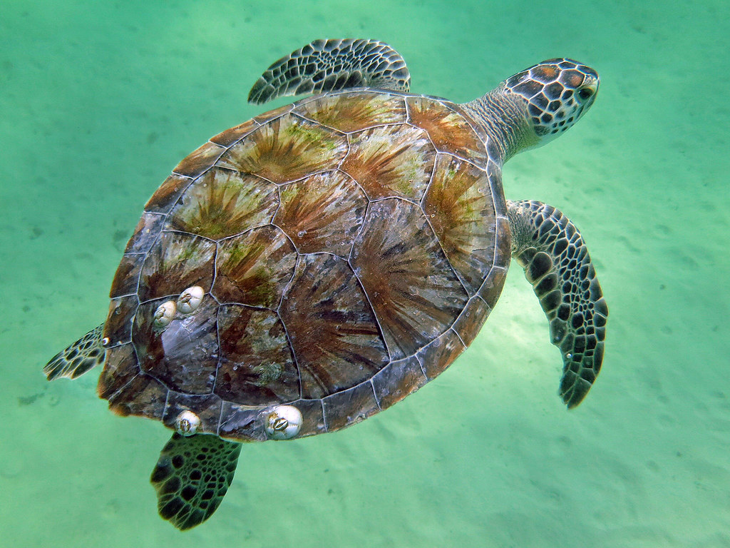 Green sea turtle, Navarre Beach, Florida a photo on Flickriver