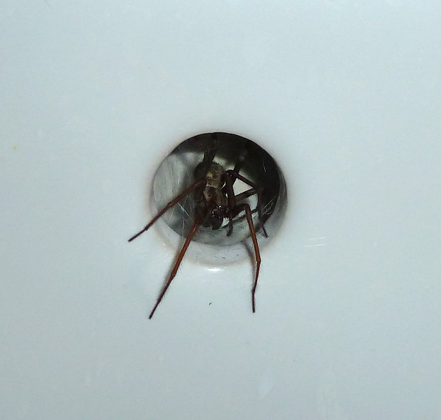 house spider in the sink 2 Flickr Photo Sharing!
