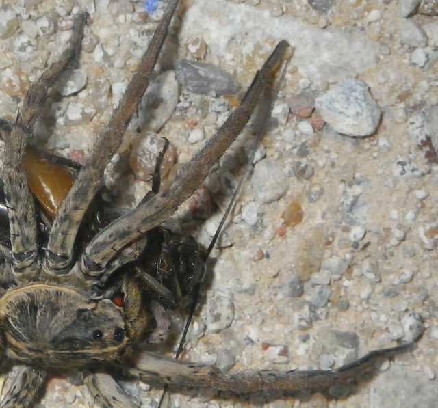 Wolf Spider, Wagoner County, Oklahoma Flickr Photo Sharing!