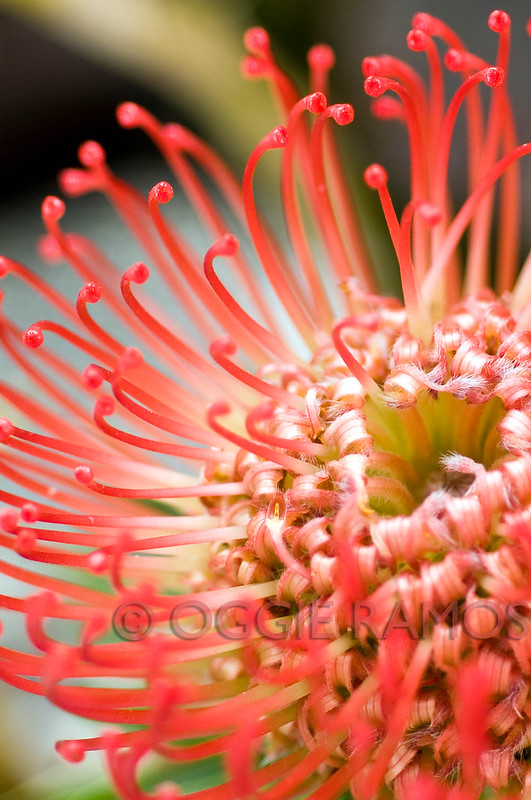 Lagalog Philippines Travel Photography Blog Philippine Orchid Society