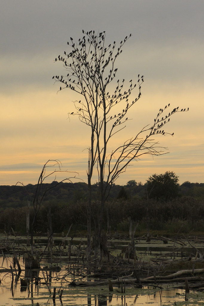 Elevation of Mapleton, IL, USA Topographic Map Altitude Map