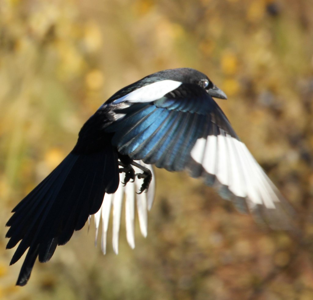 Blackbilled Magpie (Pica Hudsonia) iridescent dark blueg… Flickr
