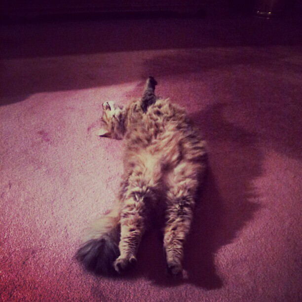 Rigor Mortis In Cats