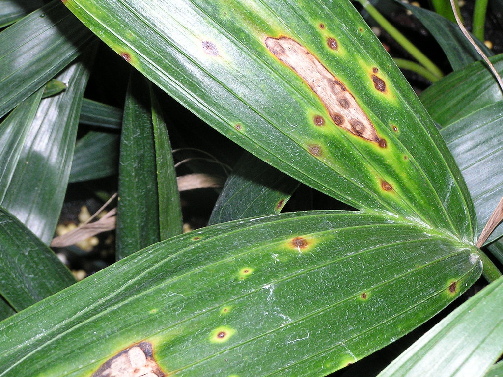 Flickriver Photoset 'Palm diseases' by Plant pests and diseases