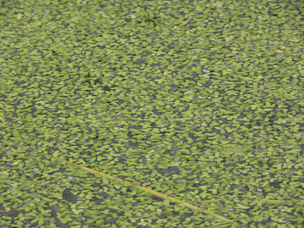 Common Duckweed (Submerged and Floating Aquatic Plants of Louisiana