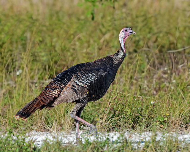 What Is Turkey Season In Florida at Carolyn Dunaway blog