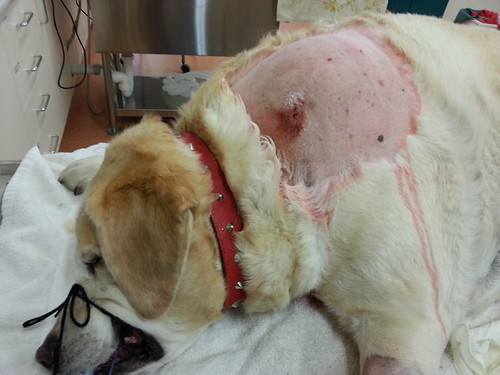 Oh No, I Discovered A Lump On My Pet! [ Part 1 ] Rayya The Vet PetFinder.my WAGazine