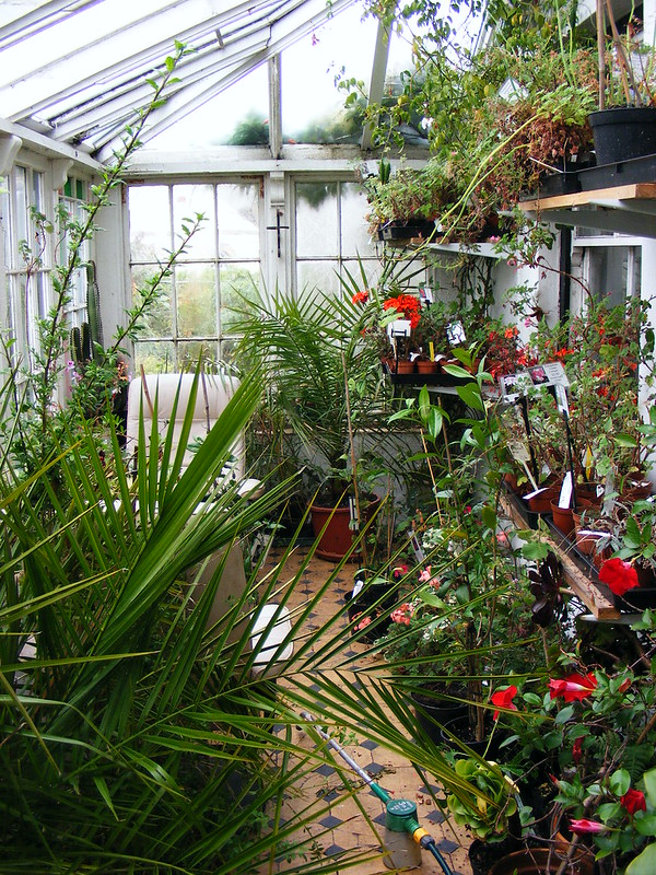 Hardy Tropicals UK • View topic Conservatory plant ideas