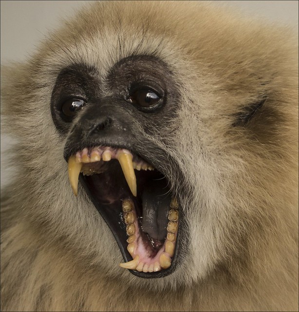 ChrisMora Dental Formula Dentition Patterns in Primates