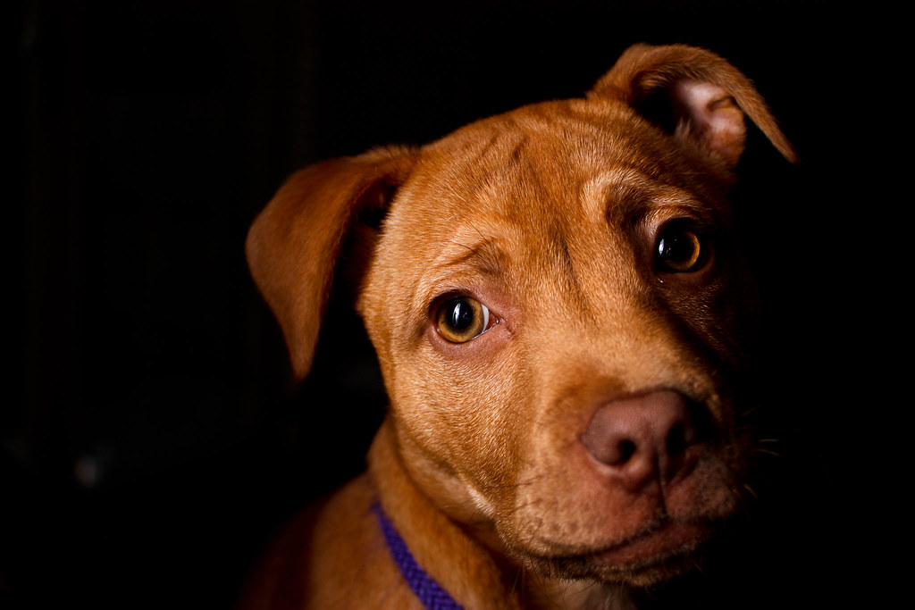 Studio Lighting Dogs Pets in forums