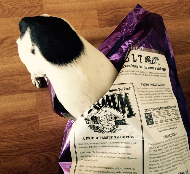 Suzie Attacking a Bag of Dog Food Dagny's Desk
