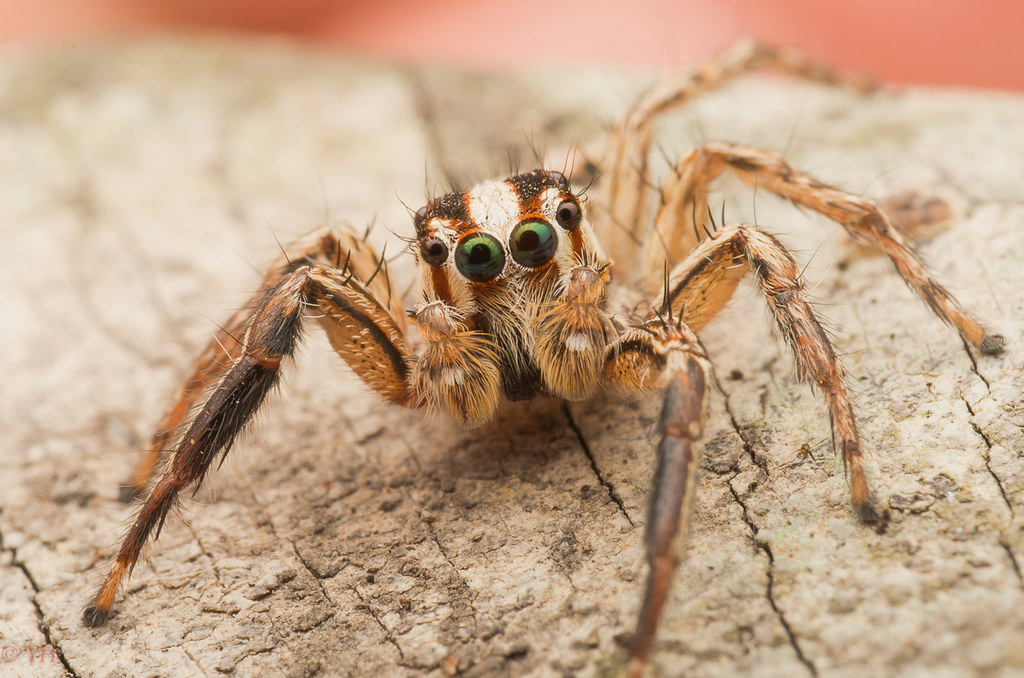 World's Largest Jumping Spider and Friend