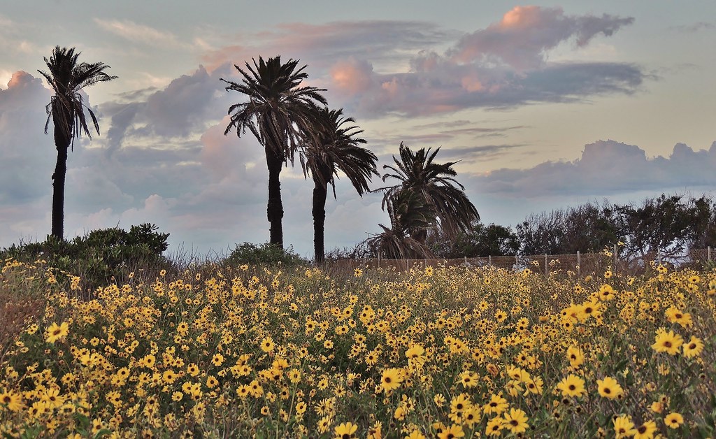Elevation of Huntington Beach, CA, USA Topographic Map Altitude Map