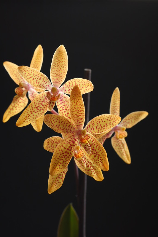 RE Renanthopsis Mildred Jameson 8