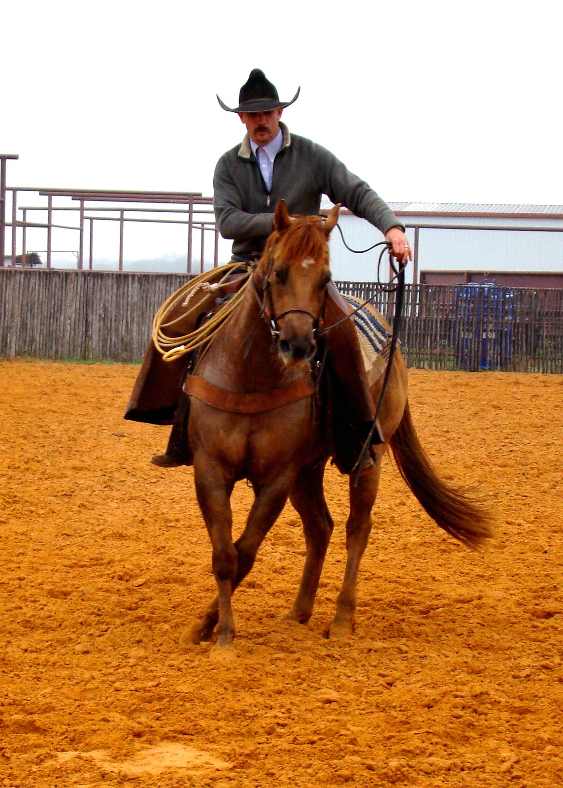 Roping Horses and Barrel Horses at Namgis Quarter Horses Home of