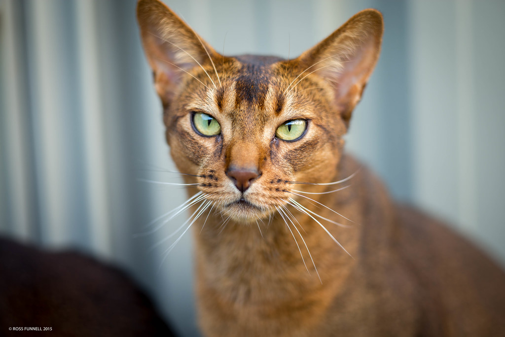 8 Cat Breeds Who Totally Act More Like Dogs! CatVills