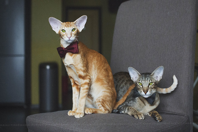 Oriental Shorthair Cat Pictures and Information