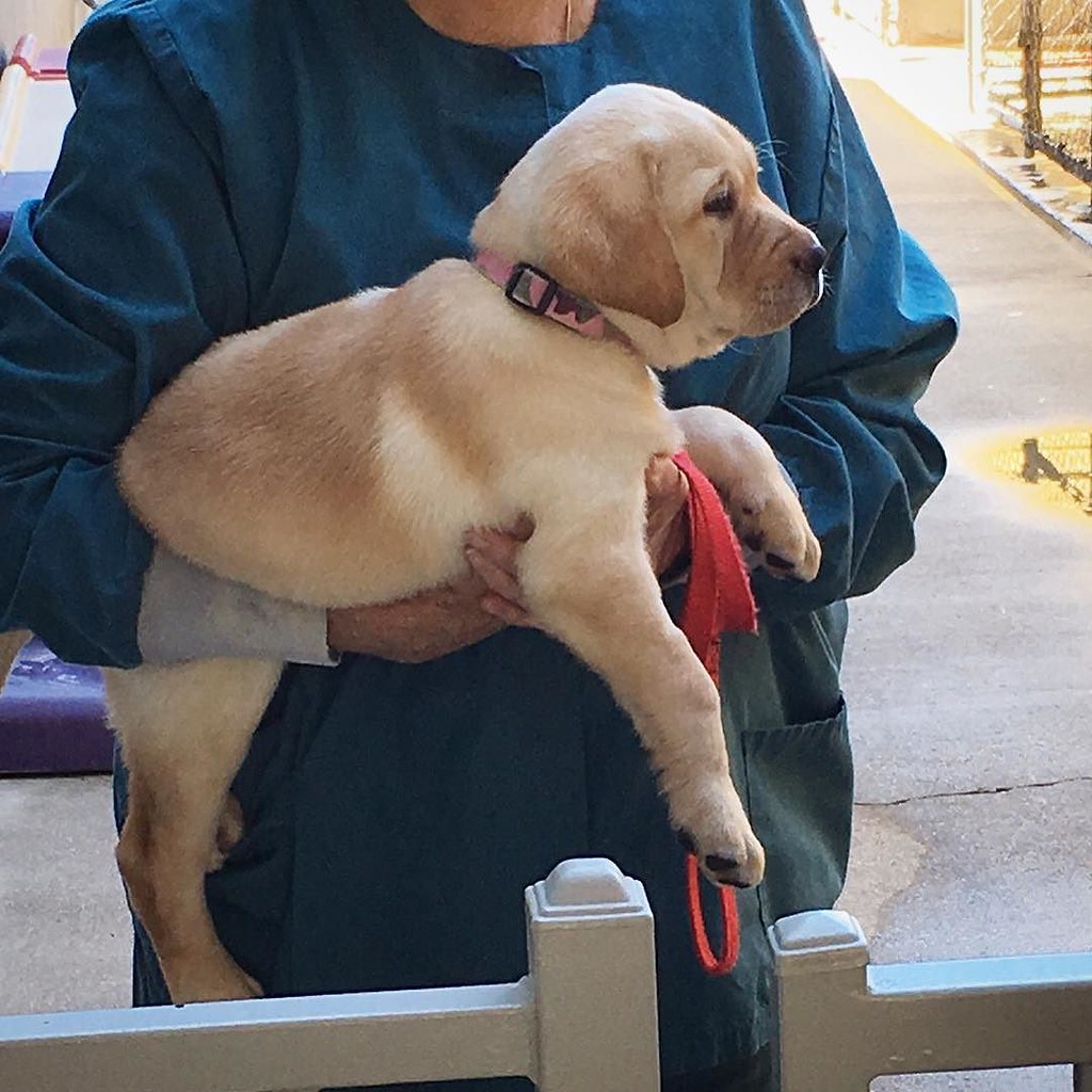 Guide Dogs For The Blind San Rafael BLINDS