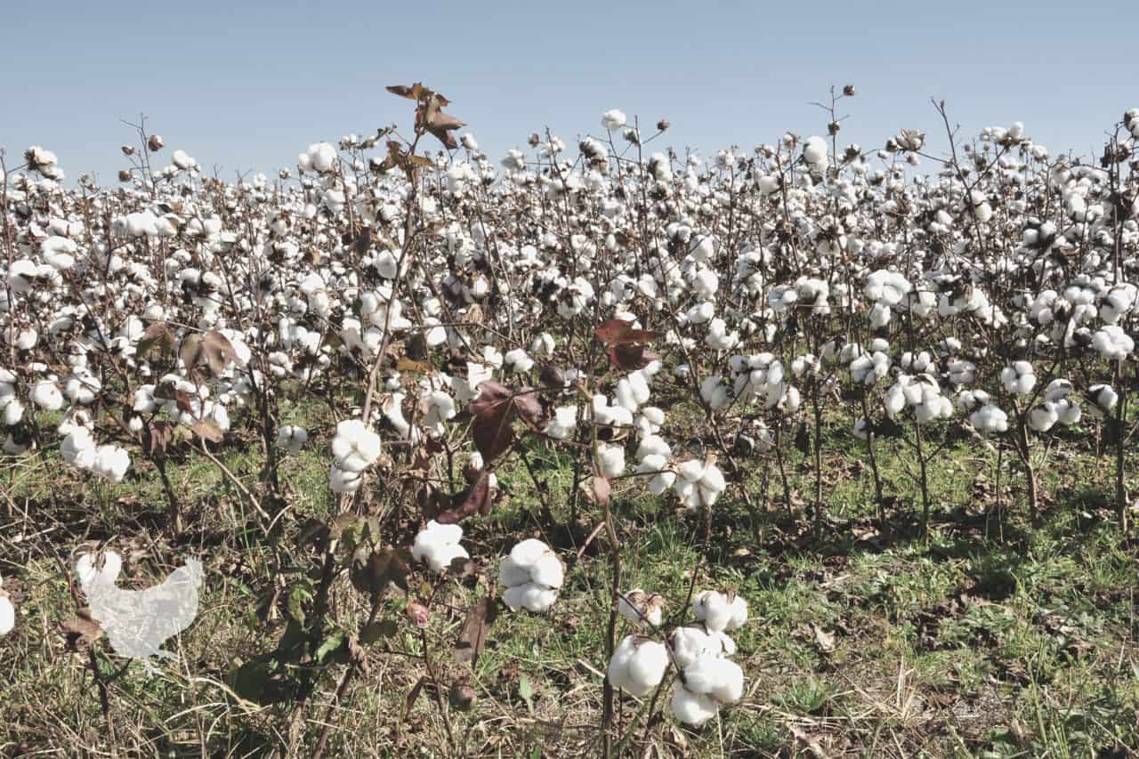 How To Prepare Cotton Seeds For Planting? — Farm & Animals