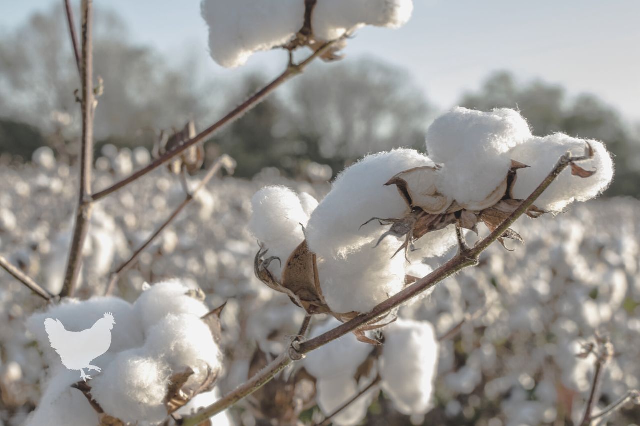 Why Is It Illegal To Grow Cotton In Some States?