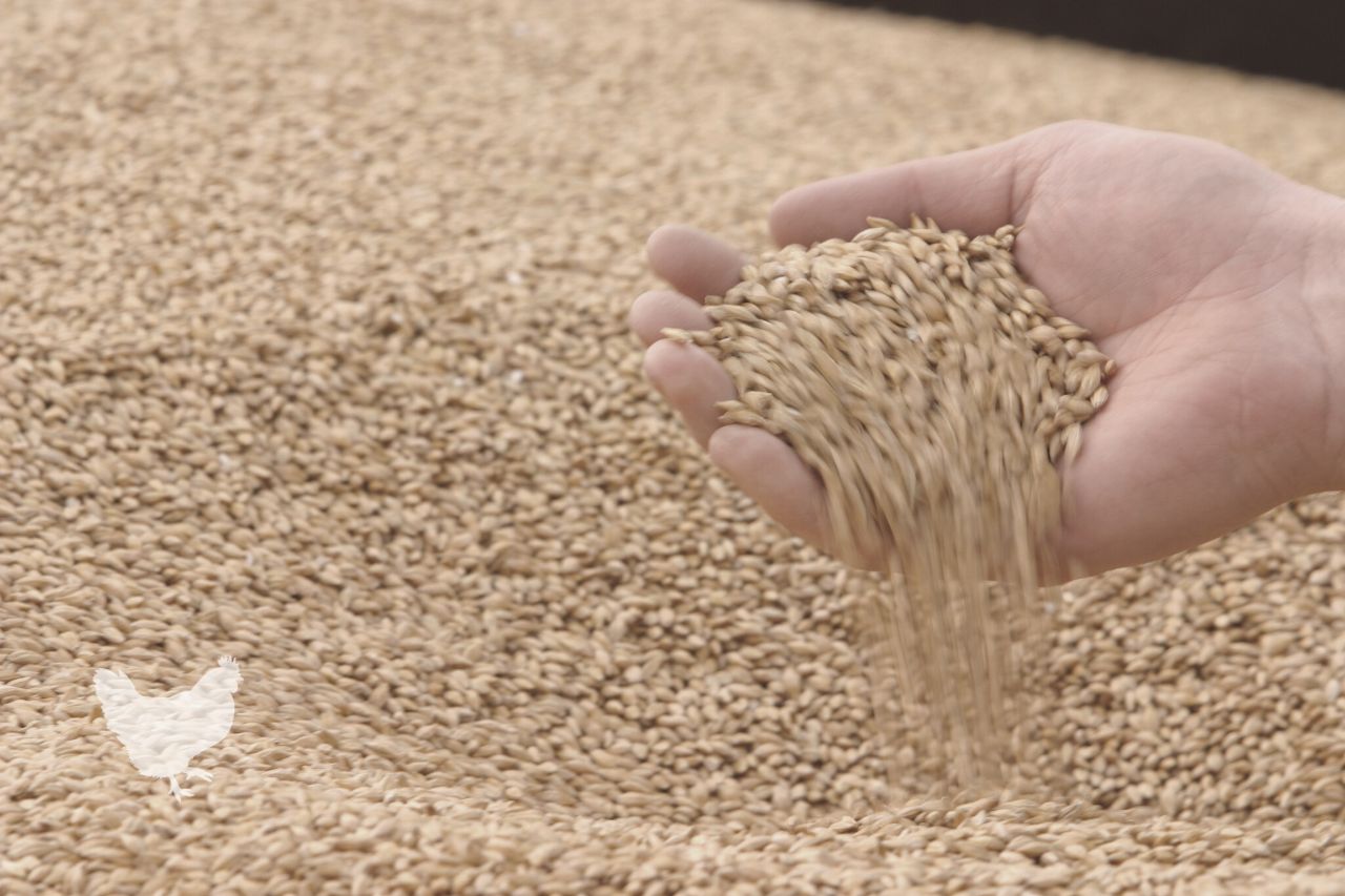 What Is The Purpose Of Sifting Wheat? — Farm & Animals
