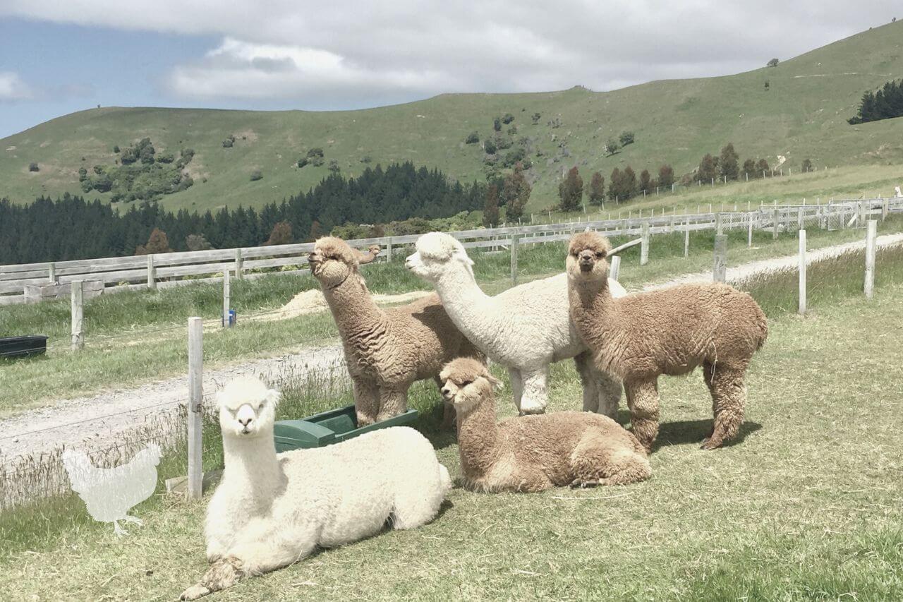 How To Take Care Of An Alpaca A Simple Guide — Farm & Animals