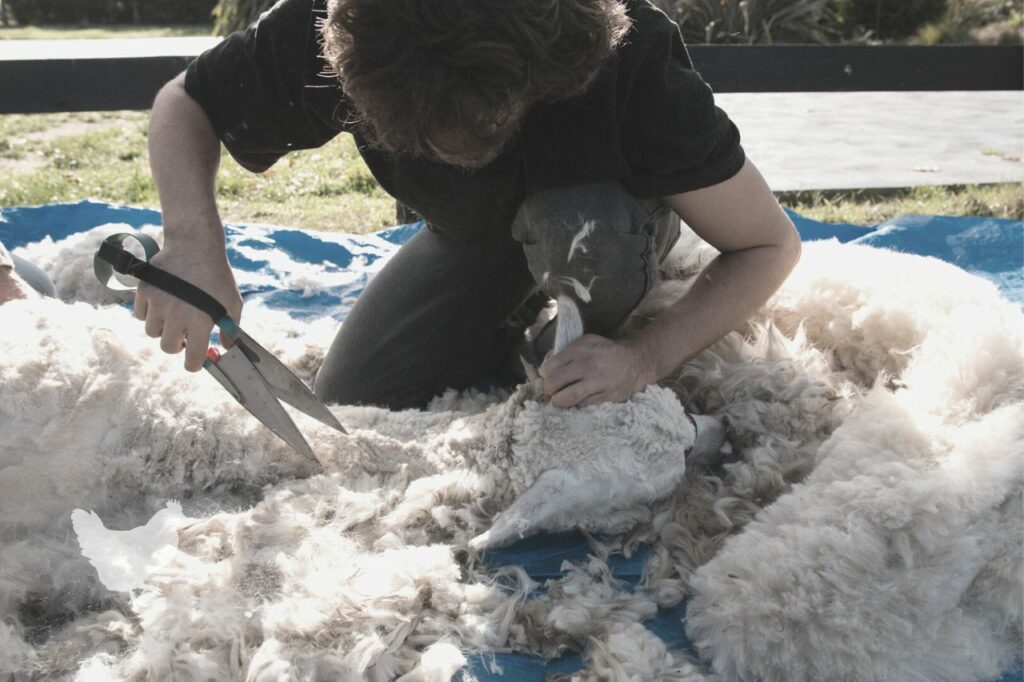 How To Shear An Alpaca {A Quick Guide} — Farm & Animals