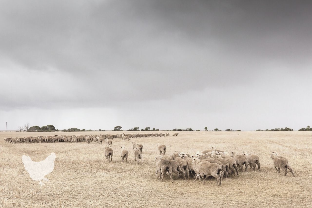 What Animals Eat Barley? — Farm & Animals