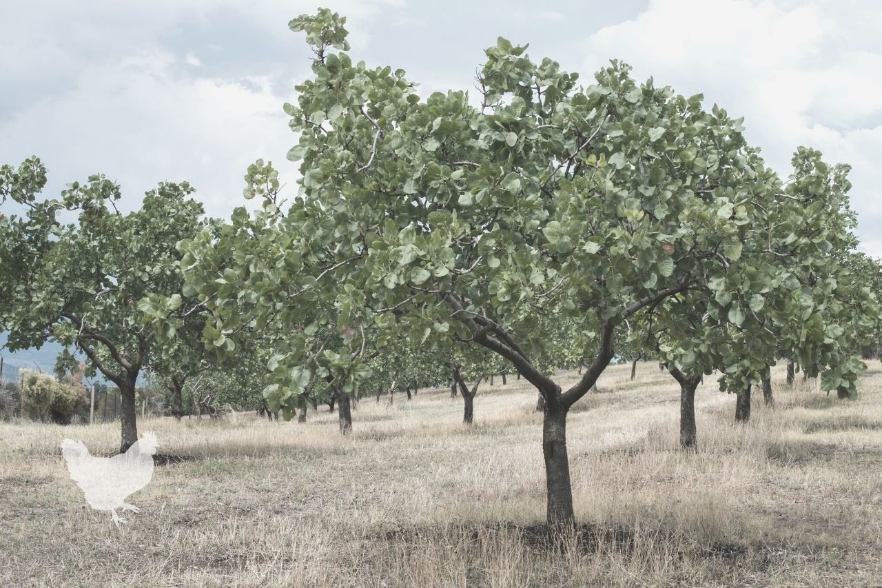 How To Grow A Pistachio Tree {Step By Step} — Farm & Animals